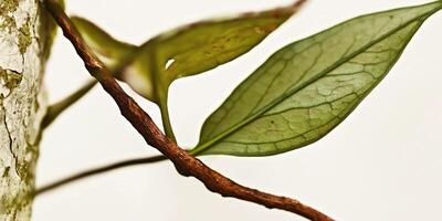 Close-up of vibrant green leaves on a branch. photo
