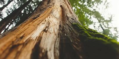 Ancient tree trunk, moss, forest photo