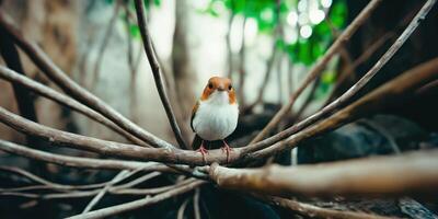 Small bird perched on branches in forest photo