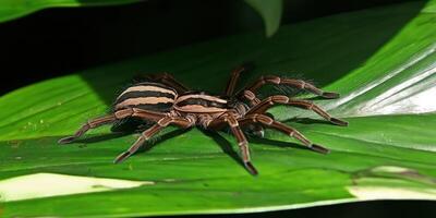 Striped spider on a green leaf photo