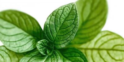 Vibrant green leaves close-up photo