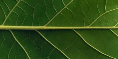 Close-up of a vibrant green leaf's veins. photo