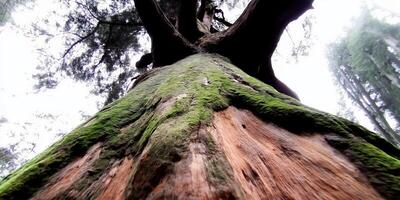 Moss-covered tree trunk reaching skyward photo