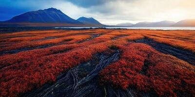 Red plants and dark rock landscape photo