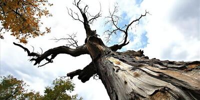 Ancient tree against a cloudy sky photo