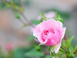 Soft pink rose Bonica with buds in the garden. Perfect for background of greeting cards for birthday, Valentine's Day and Mother's Day photo