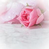 Beautiful pink rose with water drops on white marble. Can be used as background. Soft focus. Romantic style photo