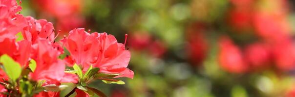 Opening of beautiful red azalea flower in spring garden. Floral background photo
