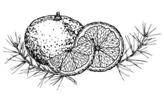 illustration of whole and sliced oranges, tangerines with detailed textures and coniferous fir or pine branches. Perfect for holiday, winter, Christmas or nature designs and decorations. vector