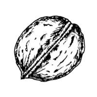 Hand drawn illustration of walnut drawn with ink lines. Black and white detailed sketch of a whole walnut with textured shell. Perfect for food design, packaging or natural product branding. vector