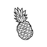 A pineapple is drawn in black and white vector