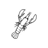 A drawing of a lobster on a white background vector