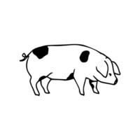 A black and white drawing of a pig vector