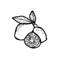 A drawing of a lemon with leaves vector