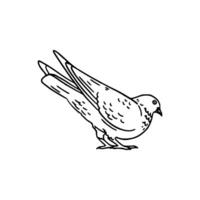 A drawing of a bird on a white background vector