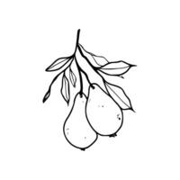 A drawing of two pears on a branch vector