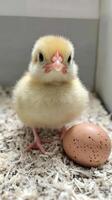 Baby chick standing next to brown egg on soft blanket photo