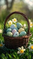 Wicker basket brimming with colorful easter eggs and daffodils in spring garden photo
