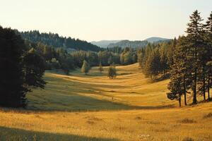 Golden meadow illuminated by setting sun with trees and hills in the background photo