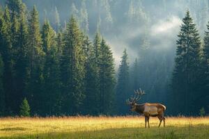Majestic elk standing in a meadow with misty forest in the background photo