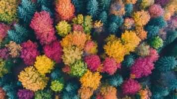 Vibrant colorful autumn forest canopy creating stunning abstract pattern photo