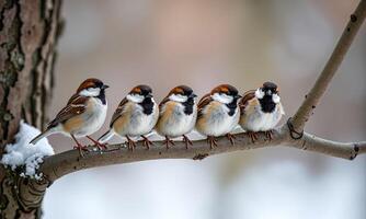 Small sparrows tree branch winter scene soft background photo
