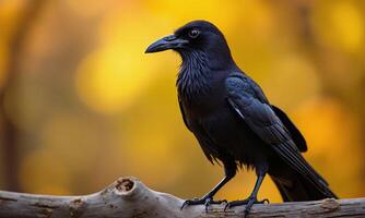 Black crow perched on weathered wood sharp beak photo