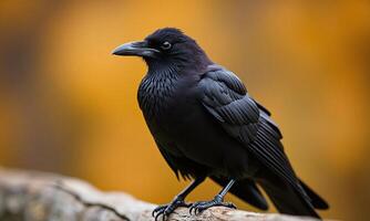 Black crow perched on weathered wood sharp beak photo