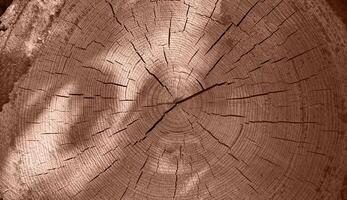 Pile of log trunks, logging timber wood industry. Firewood. Lumber wood. Wood texture. Trunk with cracks and sawed annual rings cut of surface of wooden stump. Mocha Mousse, Color of the Year 2025. photo