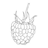 Raspberry berry close-up in doodle style. illustration isolated on white background. vector