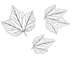Set of currant leaves in doodle style. vector
