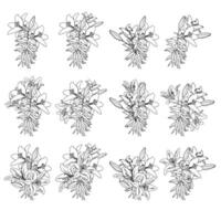 Set of lily bouquets in doodle style. illustration isolated on white background. vector