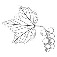 Currant branch with leaf and berries in doodle style. illustration isolated on white background. vector