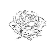 illustration of rose flower. Hand drawn graphic, black and white rosebud. Single isolated element. Realistic style. vector