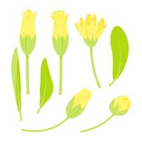 Set of different calendula flowers and leaves vector