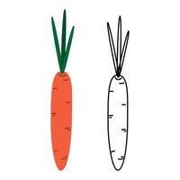 Colorful and outline hand drawn carrots in doodle style. Healthy Eating design element concept Set 2. Isolated illustration Thematic card, posting, blog or web promo banner, leaflet, tag, label vector