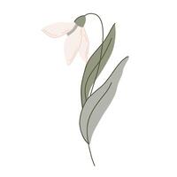 Elegant flat hand drawn botanical illustration with delicate snowdrop flowers with soft green leaves. The minimalistic style organic shapes and pastel colors, perfect for nature designs vector
