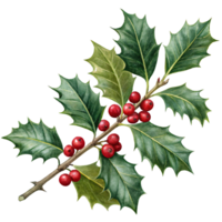 Watercolor holly branch with leaves and berries on transparent background. png