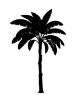 Banana tree or palm tree silhouette. vector