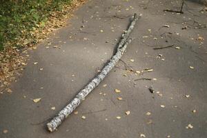 A twig fell on the path. The stick is lying in the road. Branch falling. photo