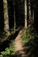 Coniferous forest in summer. Green forest. photo