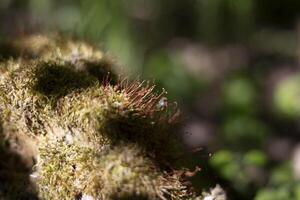 Moss in the forest. A driftwood overgrown with moss. Details of the nature of the coniferous forest. photo