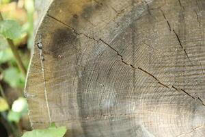 Sawed log. Sawed pine. Felling timber. photo