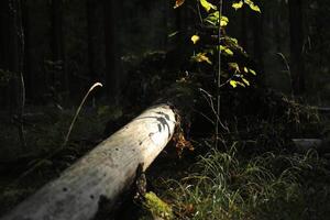 Forest thicket. Summer forest. A tree in a wilderness area. photo
