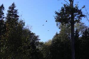 Crows flying over the forest. Black birds in the sky. Details of flight. photo