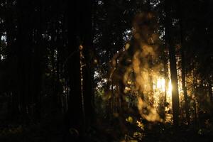 Ray of light. Sunlight through the plants. A warm day. photo