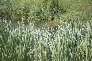 Plants in the forest. Green plants in summer. photo