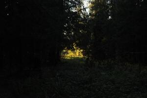 The light of the sun in the forest thicket. Nature in August. Beautiful relict forest. photo