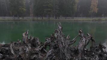 Fog slowly lifting over lake Gaillands with dead tree trunk in foreground. Chamonix, France in November video