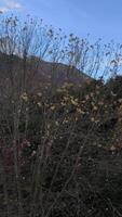 Wind blowing through trees in Chamonix, France in November video